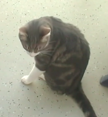 Video Vorschau