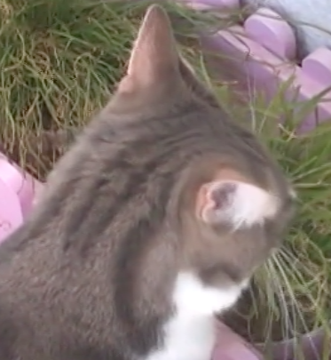 Video Vorschau