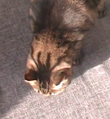 Video Vorschau