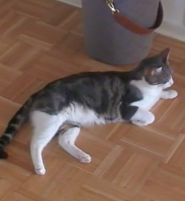 Video Vorschau