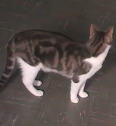 Video Vorschau