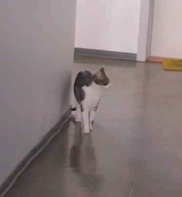 Video Vorschau